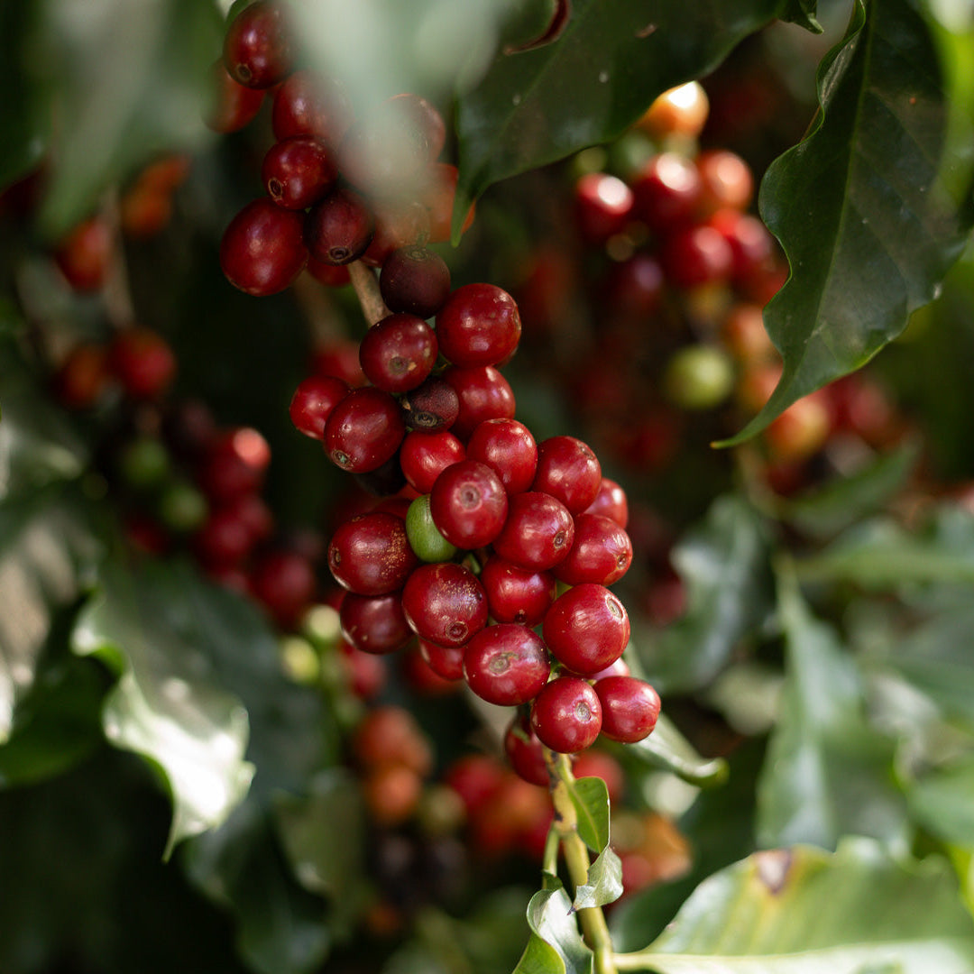 Kit - 3 Drips TRIO COFFEE