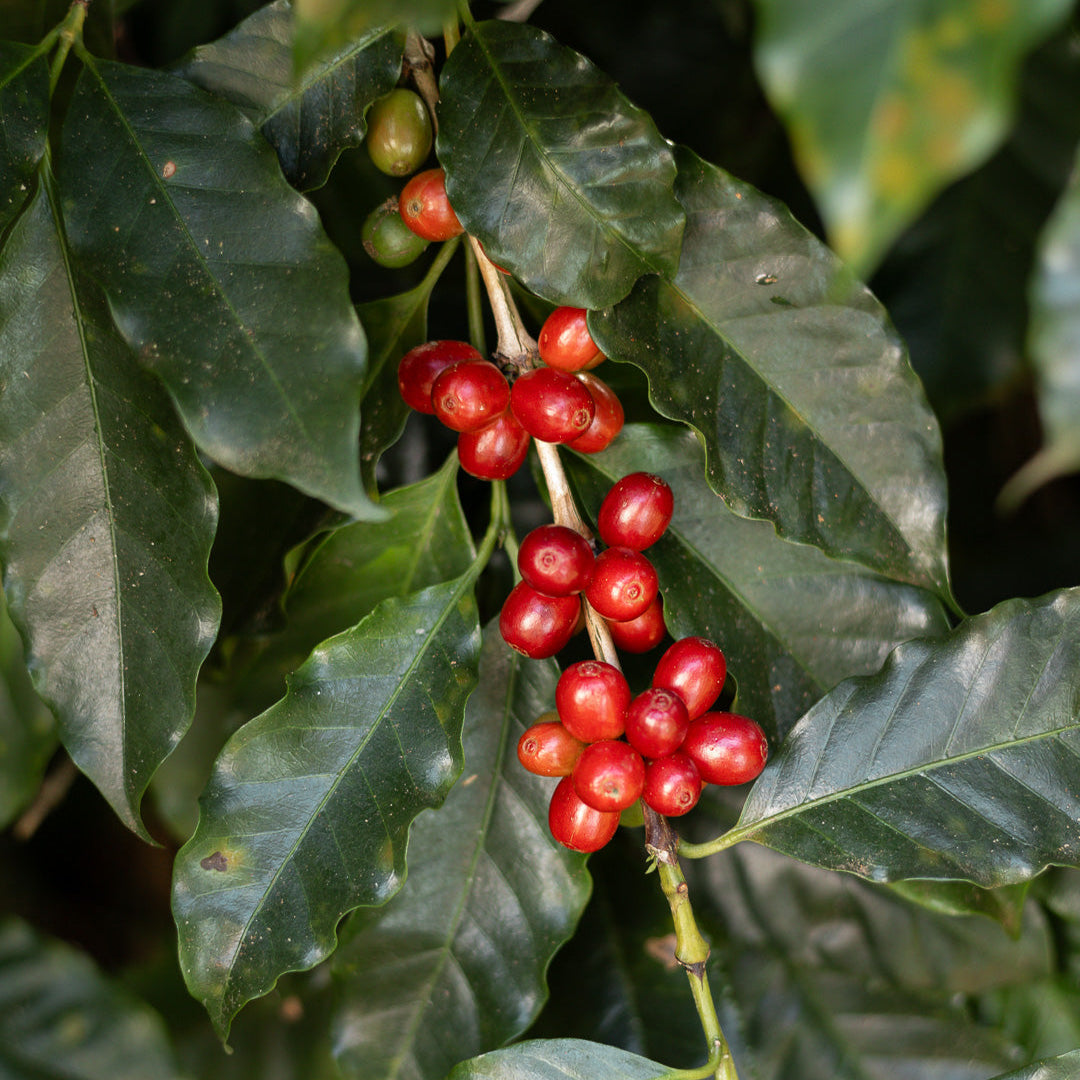 Café Especial 250g em Grãos