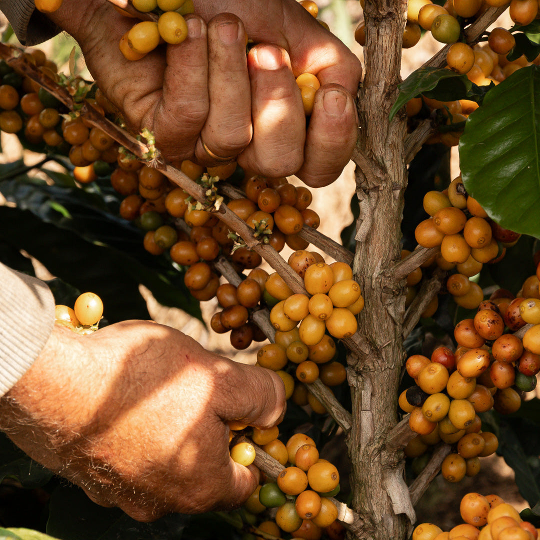 Kit - 4 Cápsulas Trio Coffee